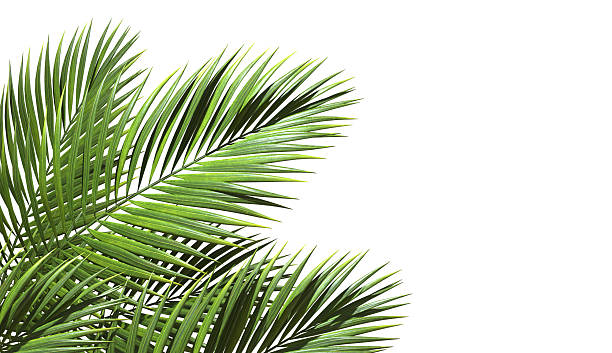 istock Realistic palm leaves shrubs corner on white backgrounds 3d rendering 2216793780
