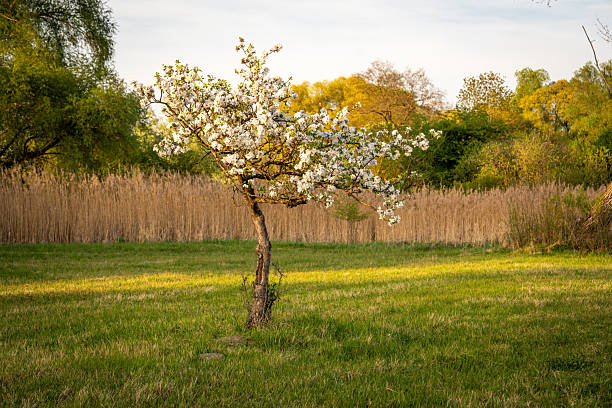 Blossom Tree Standing Alone In A Green Field With A Curved Pathway And A Fencing Border During Springtime