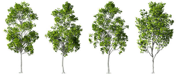 istock Cutout eco trees shapes collections on white backgrounds 3d rendering 2216793945