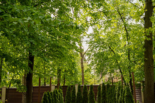 Deciduous trees in the garden and conical thujas. in the background a high fence