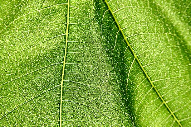 Close up of fig leaf with raindrops