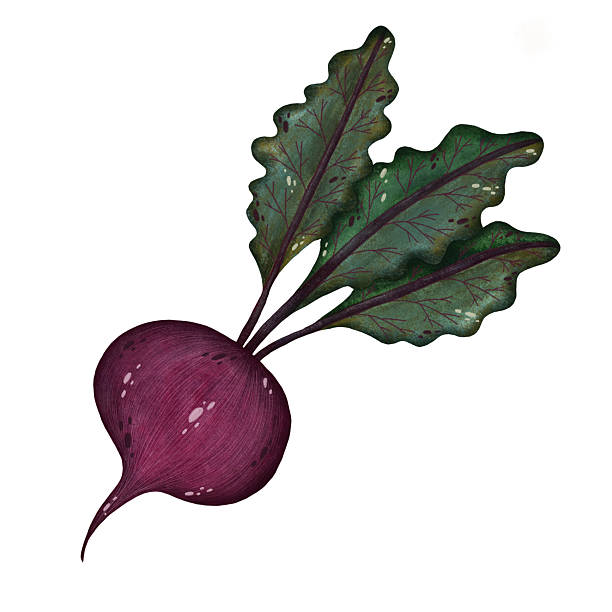 istock Watercolor red beet with stems and leaves illustration isolated on white background, Hand-drawn fresh whole beetroot harvest watercolor illustration, Vegetarian organic food art, Painted raw and vegan cooking ingredients, Botanical red beet illustration f 2216796481