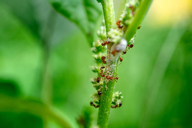 istock Ants Farming Aphids for Honeydew on Green Plant Stem. 2216796799