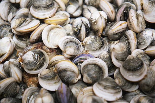 istock many clams marine life close up 2216796856