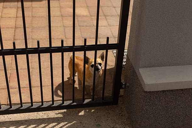 istock A charming dog stands behind a black gate with bright sunlight shining 2216797030