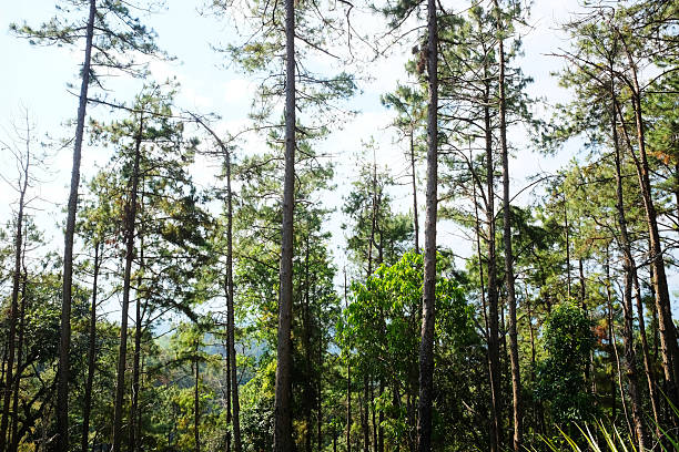 Pine trees in tropical forest in natural sunlight and blue sky