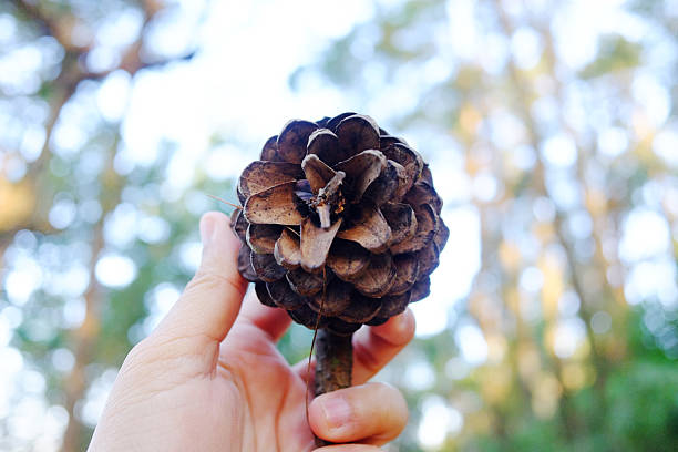 A close-up of a pine cone resting on an open palm, showcasing the simplicity and beauty of nature.