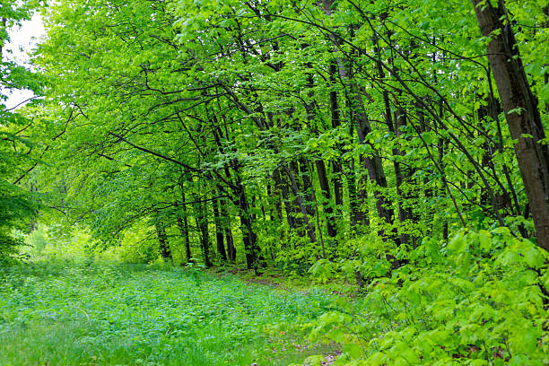 Lush summer greenery fills the forest landscape, illuminated by bright sunlight filtering through the dense leaves of the trees. An atmosphere of calm and natural harmony envelops this picturesque corner.