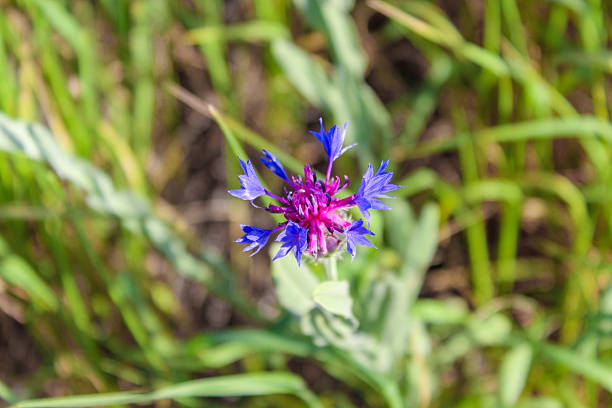 Close-up of a pretty blooming mountain bluet (Centaurea montana) in May. Beautiful perennial, mountain cornflower with blue, delicate, star-shaped petals. Knapweed bluet also called bachelors button.