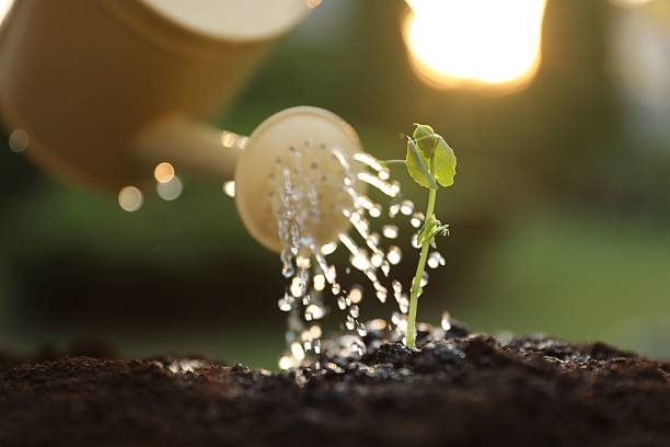 istock Watering young seedling with can outdoors, closeup 2216798810