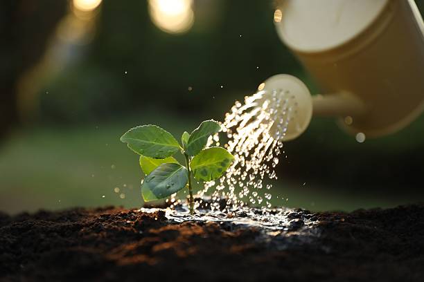 istock Watering young seedling with can outdoors, closeup 2216798821