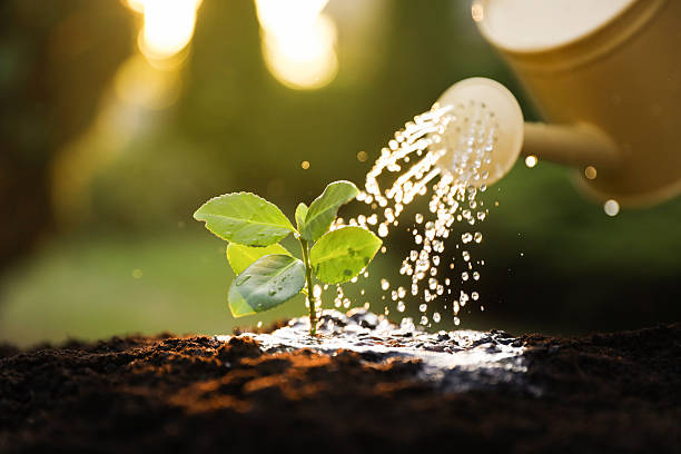 istock Watering young seedling with can outdoors, closeup 2216798872