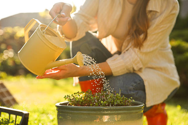 istock Woman watering potted seedlings with can outdoors, closeup 2216798894