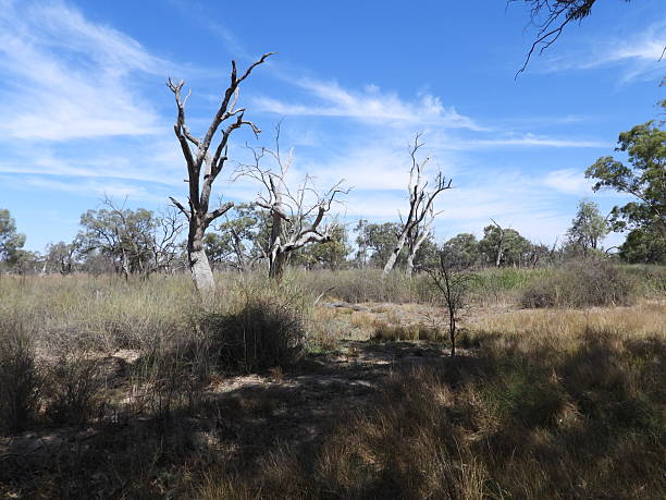 istock Australian Bushland 2216802860