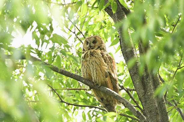 istock Long-eared owl in a forest of fresh greenery 2216802962