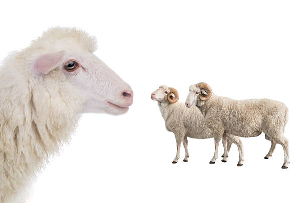 istock portrait sheep isolated on white background 2216804735