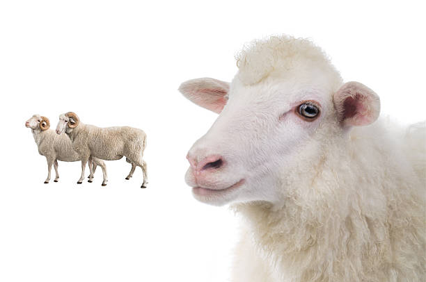 istock portrait sheep isolated on white background 2216804885