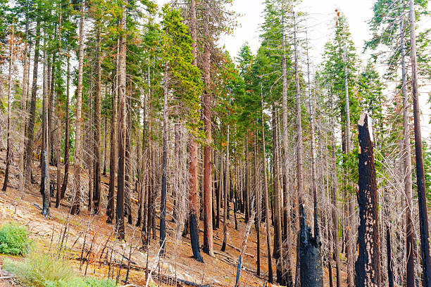 Expansive view of charred tree trunks in Sequoia National Park, showcasing the aftermath of recent wildfires, with remnants of burnt vegetation and resilient trees.