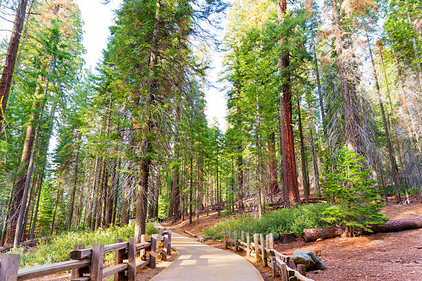 Serene pathway meanders through towering sequoia trees in Sequoia National Park, showcasing lush greenery and natural beauty under bright daylight.