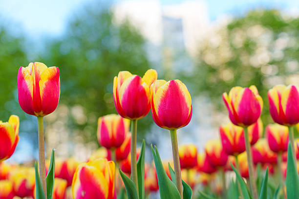 istock Vibrant Tulips Blooming in Springtime Urban Park Setting 2216805464