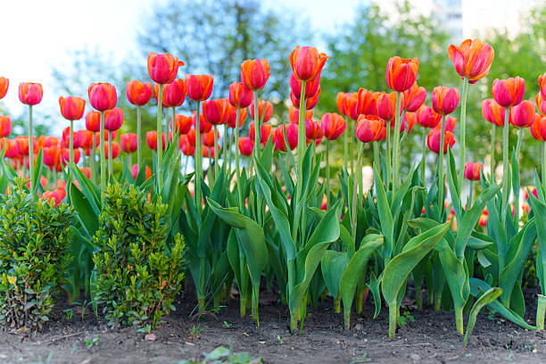 istock Vibrant Red Tulips Blooming in a Public Park During Spring Morning 2216805550