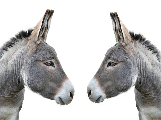 istock two portrait donkey isolated on white background 2216805624