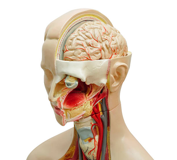 istock Brain human anatomy model isolated on white background with clipping path. 2216807094