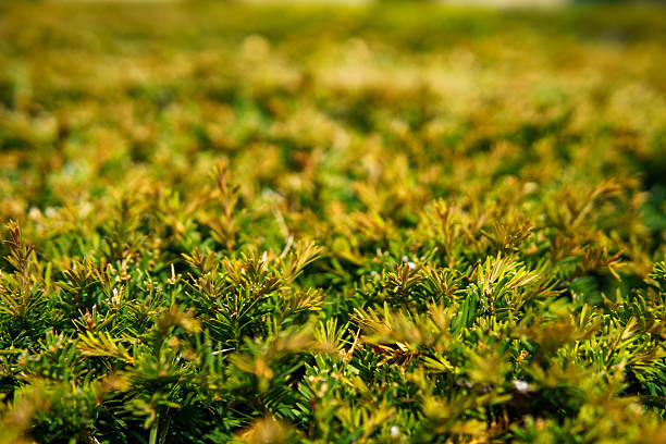 A richly detailed close-up of sunlit evergreen shrubs. The shallow depth of field brings the foreground needles into sharp focus while the background fades into a soft, golden blur, highlighting the fresh growth and warm tones of spring or summer