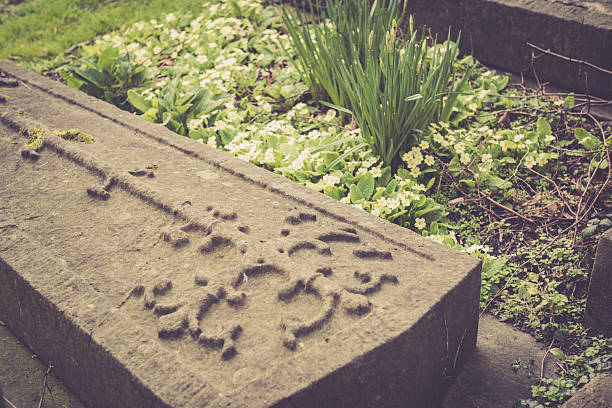 Japanese spring scenery with Narcissus tazetta or suisen yellow flowers, green grass and stone wall