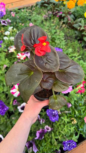 istock Hand Holding Red Begonia with Dark Bronze Foliage at Nursery 2216808836