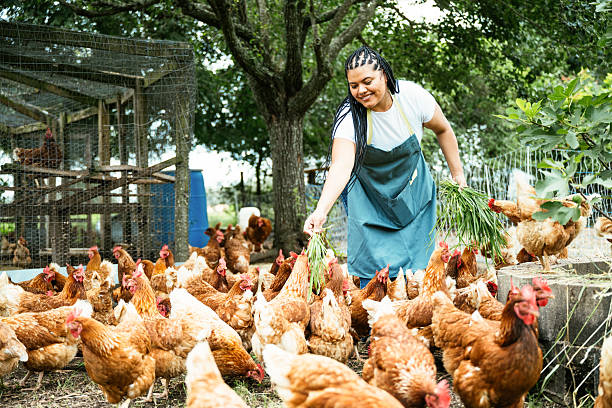 istock Hispanic millennial woman working at organic farm 2216810375