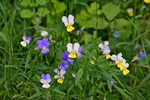 Pansies blooming in a meadow wallpaper close up