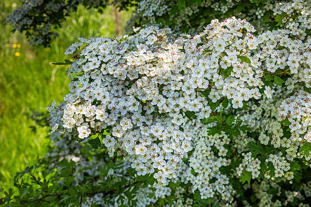 This detailed photograph captures the delicate beauty of the common hawthorn (Crataegus monogyna) in full bloom. The small, clustered white flowers contrast vividly against the rich green foliage, creating a striking display of seasonal renewal. Fine details of the petals and stamens are visible, showcasing the intricate structure of this important pollinator-friendly tree. The soft natural lighting enhances the organic textures, emphasizing the hawthorn’s ecological significance as a habitat and food source for various insect species. The picture is taken at the southern part of the island Amager close to Copenhagen.