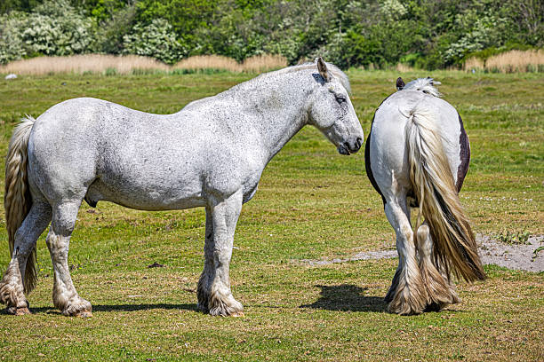 This serene image captures two horses standing peacefully, embodying a sense of quiet strength and companionship. Their relaxed posture and gentle expressions highlight their calm demeanor, set against a natural backdrop that enhances the soothing atmosphere. The soft lighting and earthy tones add to the harmonious composition, emphasizing the beauty and grace of these majestic animals in their environment. The picture is taken at the southern part of the island Amager close to Copenhagen.