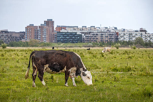 This unique image captures a beef cow peacefully grazing in the foreground, with a modern urban skyline towering in the distance. The contrast between rural livestock and city architecture highlights the intersection of agriculture and urban development. The cow’s relaxed posture and earthy tones blend harmoniously with the natural terrain, while the structured lines of the cityscape add depth to the composition. This scene emphasizes the coexistence of traditional farming and contemporary urban landscapes. The picture is taken at Kalvebod Commons - Kalvebod Fælled, which is a large nature area close to the center of Copenhagen and with the modern suburb Ørestad in the background.