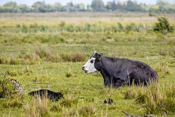 This peaceful image captures a beef cow lying down in a grassy meadow, accompanied by its calf resting nearby. The lush green grass and scattered wildflowers create a serene rural setting, emphasizing the natural bond between mother and offspring. The cow’s relaxed posture and attentive gaze reflect a sense of protection and care, while the soft natural lighting enhances the warm tones of their coats. This scene highlights the quiet beauty of livestock in their natural environment. The picture is taken at Kalvebod Commons - Kalvebod Fælled, which is a large nature area close to the center of Copenhagen.