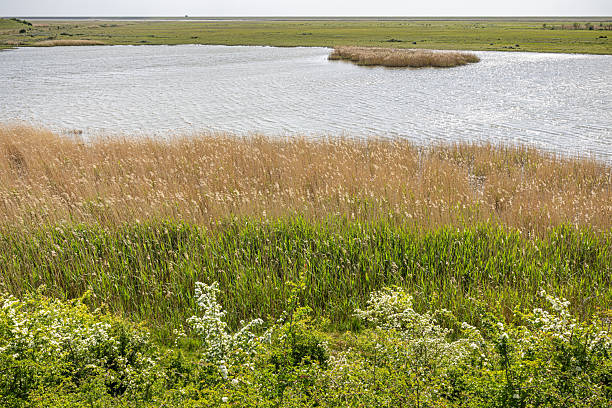 istock Lake with Reeds in a Tranquil Natural Setting 2216813865