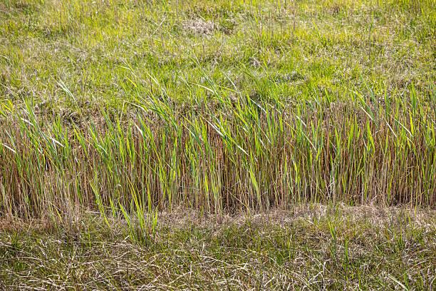 This image captures a natural ditch lined with tall reeds and lush grass, bathed in the soft light of a spring day. The fresh green hues of the vegetation contrast with the earthy tones of the soil, emphasizing the seasonal renewal of nature. The gentle sway of the reeds adds a dynamic element to the scene, while the subtle textures of the grasses and damp earth create a sense of depth. The composition highlights the quiet beauty of a simple, rural landscape in springtime.  The picture is taken at Kalvebod Commons - Kalvebod Fælled, which is a large nature area close to the center of Copenhagen.
