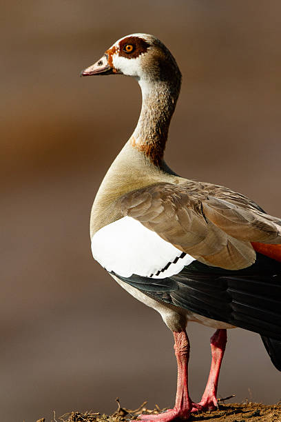 istock The birds Alopochen aegyptiaca 2216814480