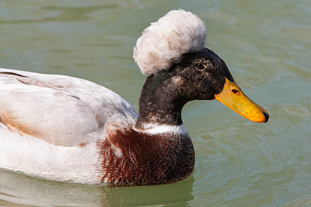 The birds I photographed around the world are all different, whether it's their plumage, their way of moving or flying. There are always mixtures of colors, songs, etc. There are more than 10,000 species of birds in the world, I'll show you a few of them.