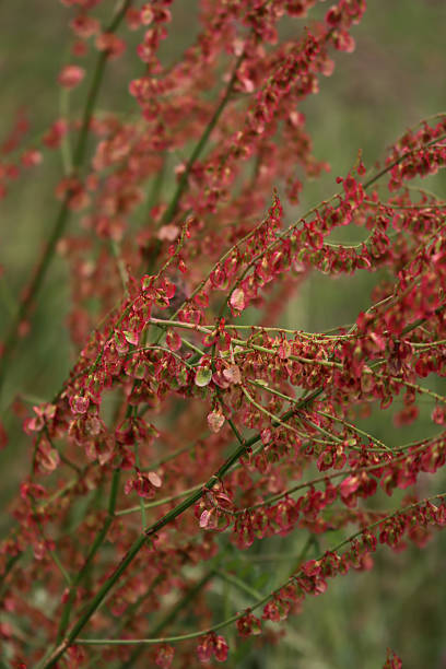 istock Rumex acetosa or common sorrel in bloom 2216814578