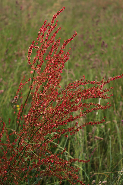istock Rumex acetosa or common sorrel in bloom 2216814635