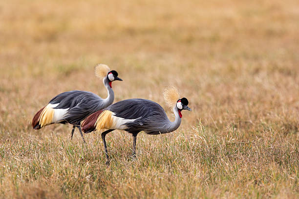 istock The birds Balearica regulorum 2216814678