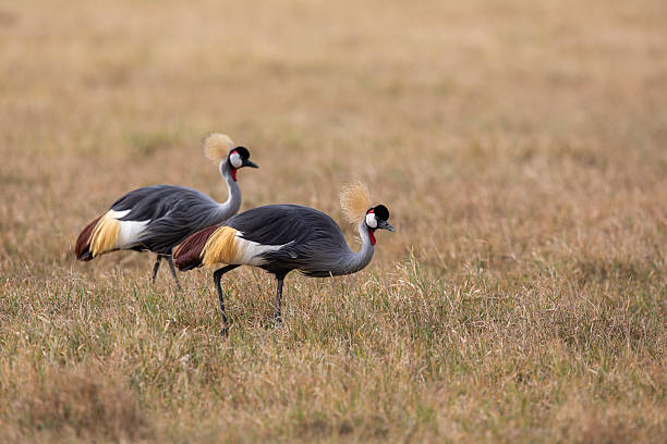 istock The birds Balearica regulorum 2216814683