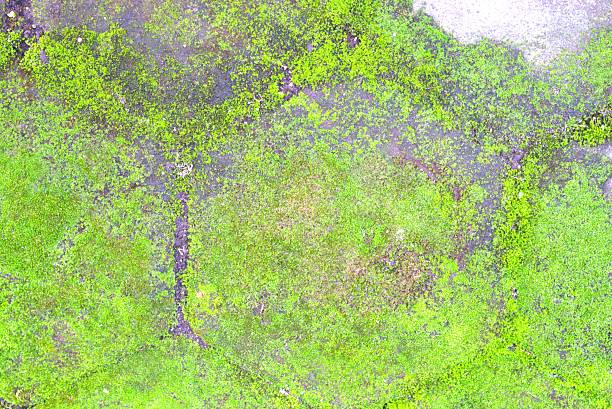 green moss covering the pavement floor