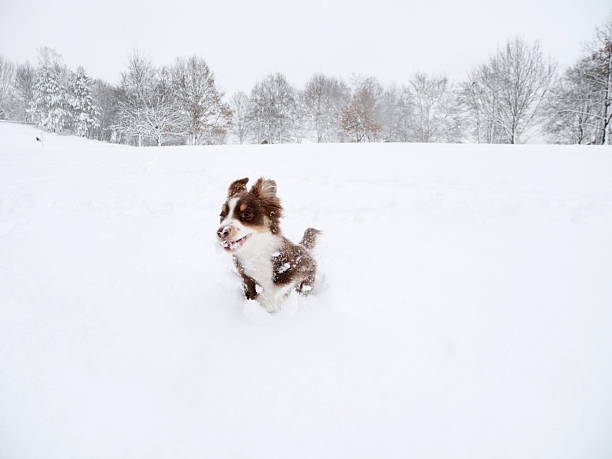 istock Small brown and white dog is playing in the snow 2216814821