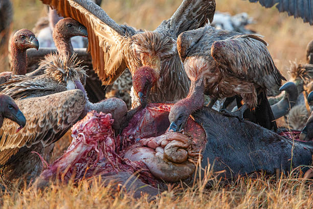 istock The birds vultures 2216814836