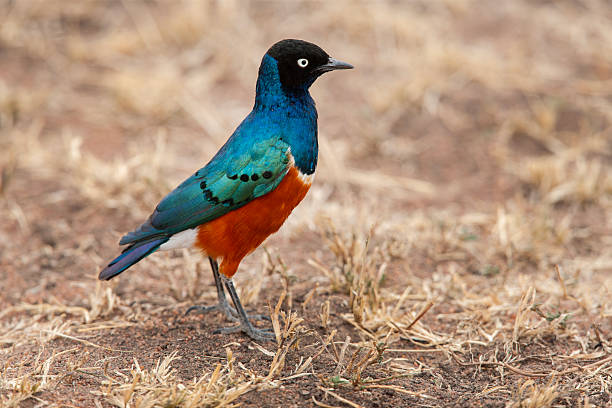 istock The birds  Lamprotornis superbus 2216814911