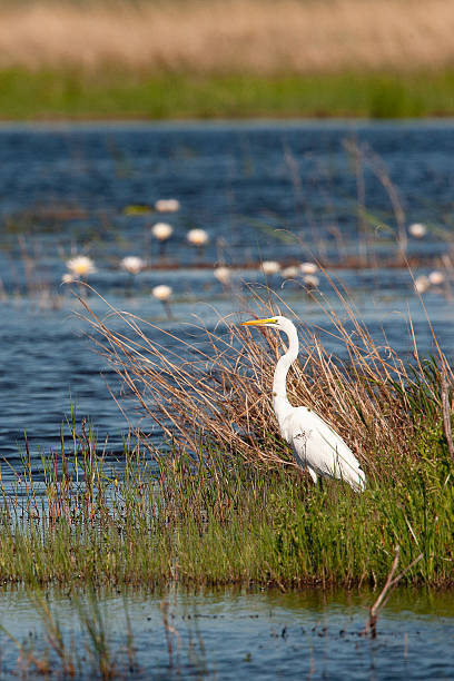 istock The birds Egretta garzetta 2216814926