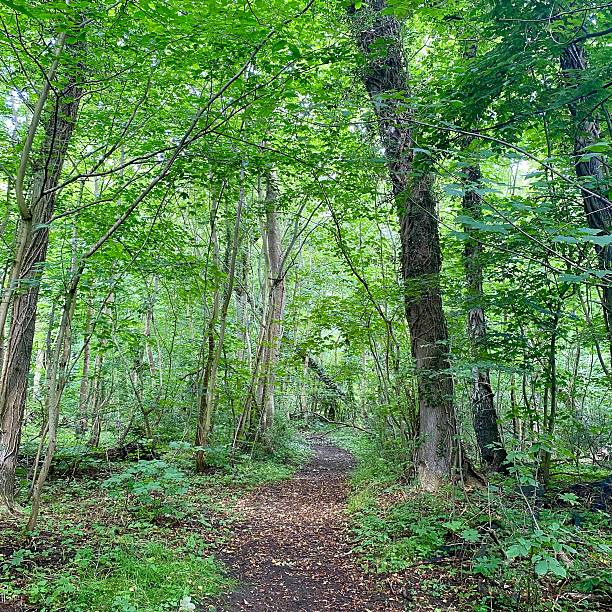 istock Scandinavian Forest in June. 2216814927